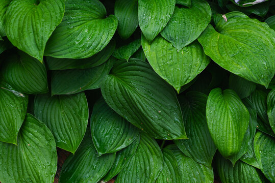 Fresh green leaves are arranged closely together, showcasing their natural texture and sheen.