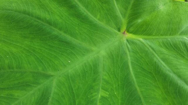 A close up view of the intricate vein patterns on a vibrant green leaf