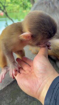 Cute newborn baby monkey gently biting and touching human hand outdoors