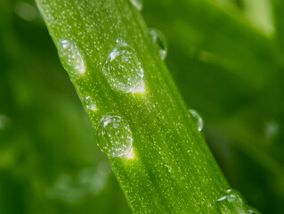 Macro Water Droplets on Fresh Green Grass Leaf with Natural Light and Soft Bokeh © Chawapong