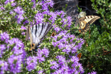 Swallowtail butterfly pollinating purple horehound flowers © Barosanu