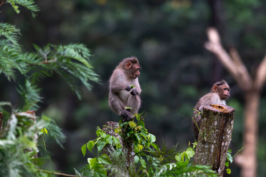 Two Bonnet macaques perched on a tree stump in its natural forest habitat. The background is blurred with lush green.