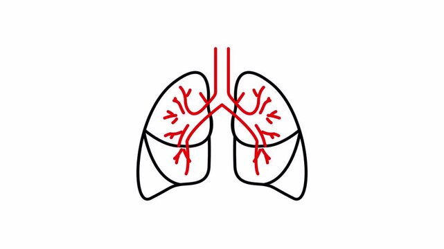 Simplified line illustration of human lungs highlighting the respiratory system and bronchial tree in red