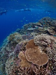 coral reef and coral © 真美子 上村
