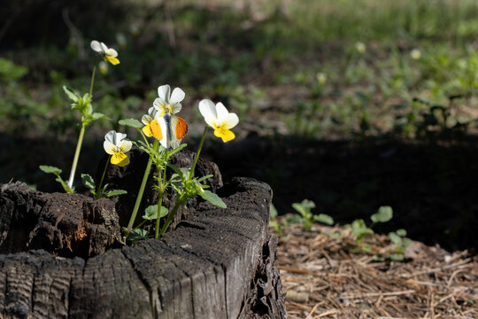 Wild Flowers Growing from an Old Tree Stump in the Forest.