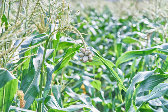 Close view of a maize plant affected by corn smut fungus showing swollen grey galls on the tassel against a blurred green agricultural field highlighting plant pathology and farming concepts