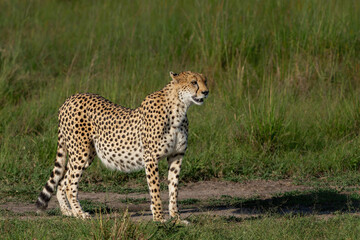Cheetah (Acinonyx jubatus) looking for prey on the plains of the Masai Mara National Reserve in Kenya © henk bogaard