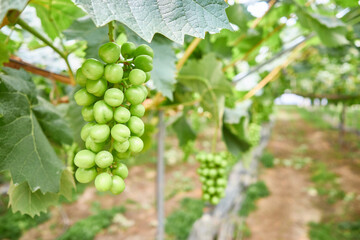 Close up of unripe pale fruit hanging from a leafy vine inside a bright greenhouse highlighting sustainable farming and agricultural orchard cultivation © 진영김