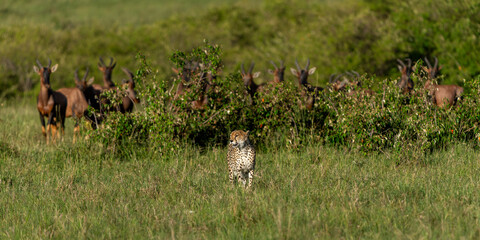 Cheetah (Acinonyx jubatus) looking for prey on the plains of the Masai Mara National Reserve in Kenya © henk bogaard
