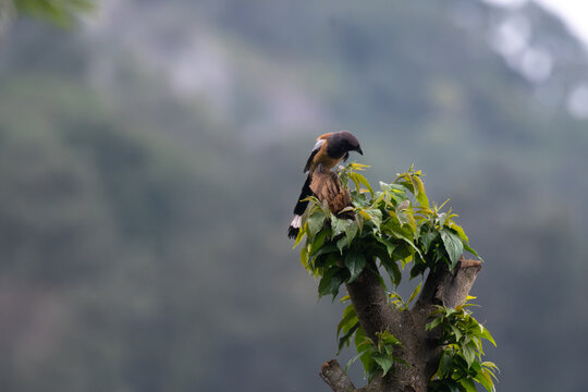 Rufous Treepie, Dendrocitta vagabunda perched gracefully on a green, leafy tree branch against a soft, overcast sky background.