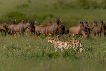 Cheetah (Acinonyx jubatus) looking for prey on the plains of the Masai Mara National Reserve in Kenya © henk bogaard