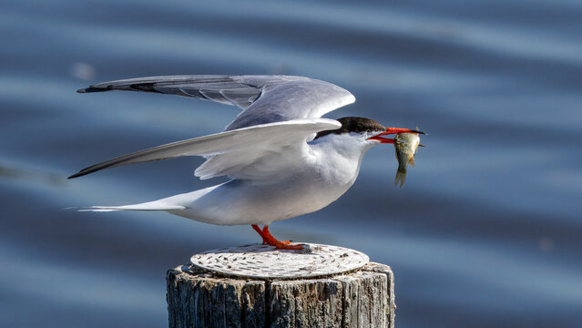 Common tern (Sterna hirundo) landing with spread wings on a pole in water with a live fish in its beak 