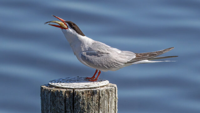 Common tern (Sterna hirundo) swallowing a fish while perched on a pole in water