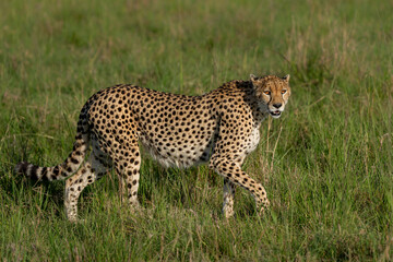 Cheetah (Acinonyx jubatus) looking for prey on the plains of the Masai Mara National Reserve in Kenya © henk bogaard