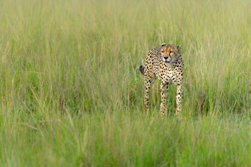 Cheetah (Acinonyx jubatus) looking for prey on the plains of the Masai Mara National Reserve in Kenya © henk bogaard
