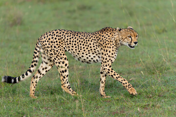Cheetah (Acinonyx jubatus) looking for prey on the plains of the Masai Mara National Reserve in Kenya © henk bogaard