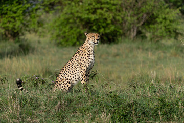 Cheetah (Acinonyx jubatus) looking for prey on the plains of the Masai Mara National Reserve in Kenya © henk bogaard
