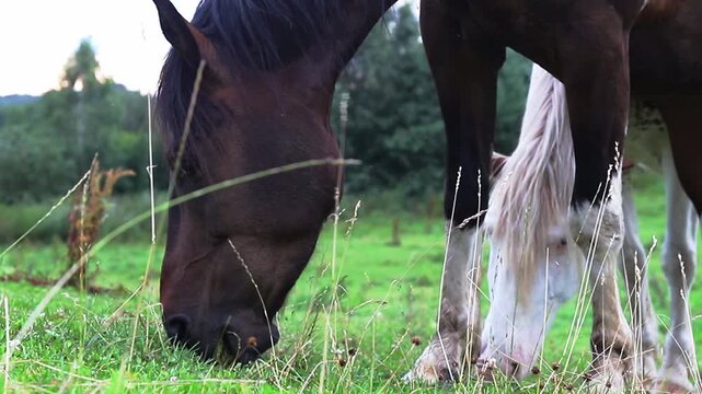 Horses graze peacefully on fresh grass in a quiet countryside field while the sun sets over the landscape on a calm afternoon
