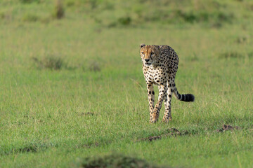 Cheetah (Acinonyx jubatus) looking for prey on the plains of the Masai Mara National Reserve in Kenya © henk bogaard