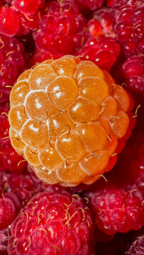 Golden yellow raspberry centered among fresh red raspberries, colorful berry background