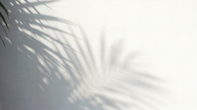 Abstract natural plant leaves shadow 
