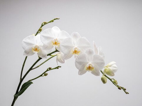 Beautiful blooming white phalaenopsis orchid flowers with delicate stems and unopened buds against a light neutral background