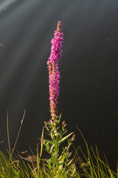 Purple loosestrife blooming on the bank of a ditch with dark water