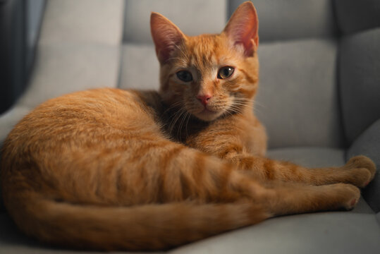 A young orange cat is lying comfortably on a gray couch, stretching its paws while looking curiously at the camera