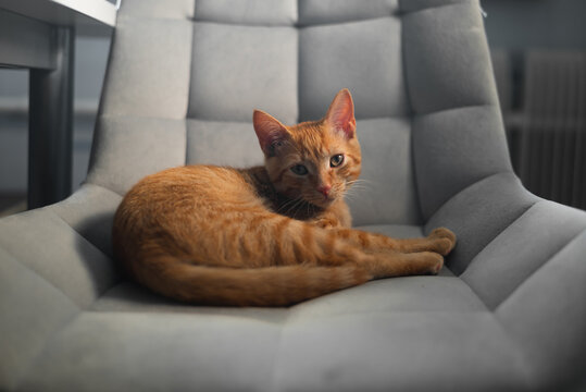 An orange cat lies comfortably on a gray chair in a tidy indoor space. The cat looks at the camera with a curious expression, showcasing its relaxed demeanor