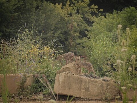 Two wild coyotes standing outdoors on concrete blocks in a natural green forest habitat setting surrounded by foliage and wildflowers