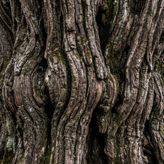 Fototapeta premium Texture 150 Weathered Old Tree Bark Texture with Moss and Deep Grooves（苔が生えた風化のある古木の樹皮テクスチャ）