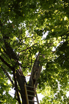 &Eacute;chelle menant au sommet d'un arbre, avec des feuilles vertes en arri&egrave;re-plan.