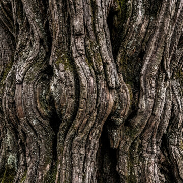 Texture 150 Weathered Old Tree Bark Texture with Moss and Deep Grooves（苔が生えた風化のある古木の樹皮テクスチャ）