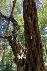 Fototapeta premium Ancient olive tree trunk branches with twisted bark