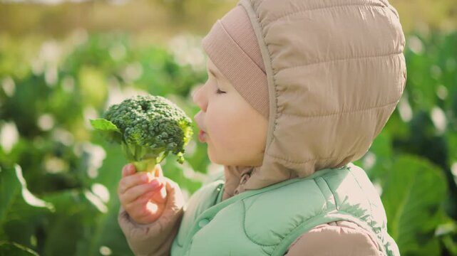 Curious toddler grasps fresh broccoli floret while standing in peaceful garden field. Innocent child explores healthy food directly from farm, showing how whole family helps harvest crops together