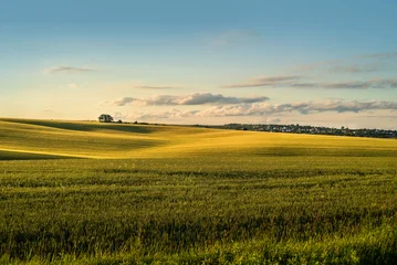 A lone tree among the picturesque rolling hills of fields at sunset. © pavlobaliukh