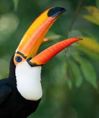toucan eating © Agata Carr