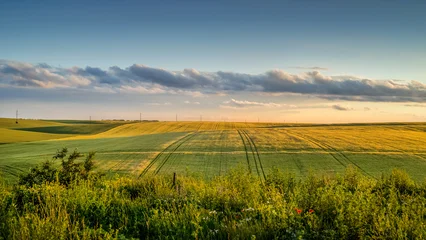 wheat fields at sunset, panoramic sky clouds, at evening lights © pavlobaliukh
