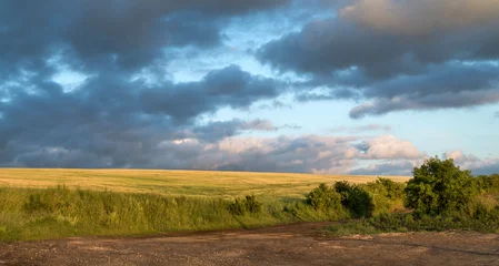 endless green and yellow field under dramatic sky © pavlobaliukh