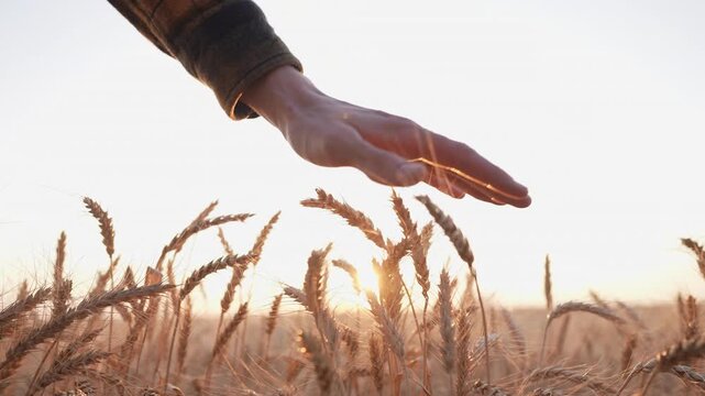 A farmer gently touches the wheat in the golden field. The farmer's hand glides over the wheat, capturing the essence of the harvest.