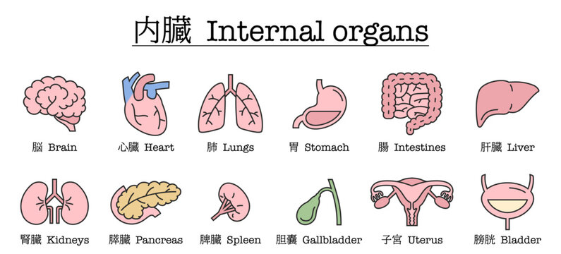 脳、心臓などの内臓のイラストセット