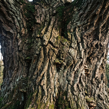 Texture 151 Thick Tree Trunk with Moss and Bracket Fungi Bark Texture（苔とサルノコシカケが付着した太い樹木の幹のテクスチャ）