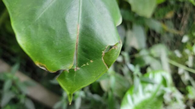 A close up of a damaged green leaf showing natural wear and insect erosion