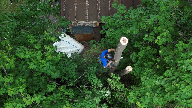 Un homme coupe des branches d'arbre. Un arboriste au travail. &Eacute;mondeur.	
