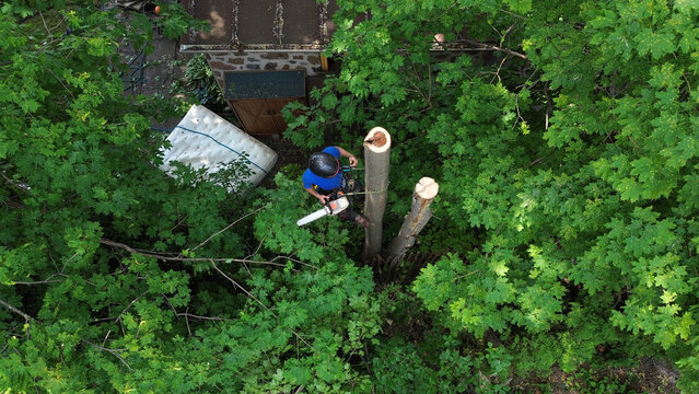 Un homme coupe des branches d'arbre. Un arboriste au travail. &Eacute;mondeur.	
