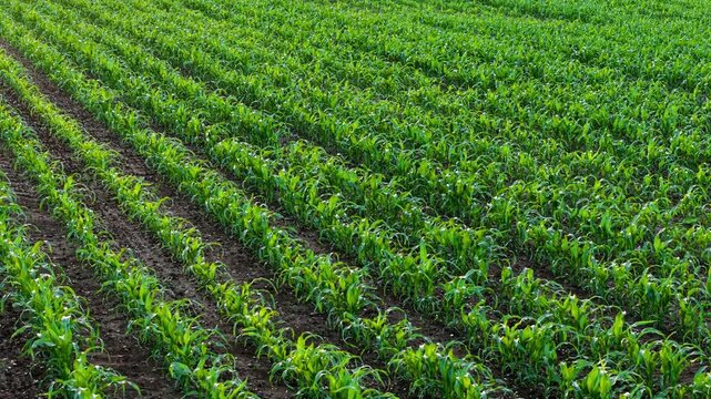 Corn seedlings growing in curved planting rows across cultivated farmland. Drone flying above young maize crop with fertile soil and precision agriculture patterns. Early season crop growth and field