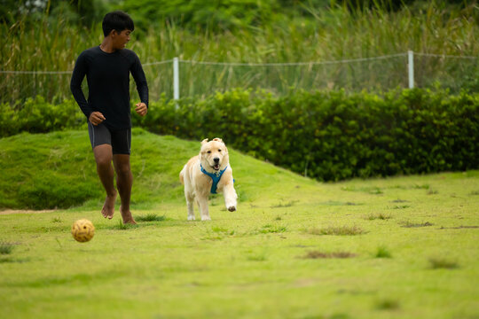 pets and pet sitter. Freedom run, Golden retriever running with asian boy sitter on the lawn. Happy dog plays and runs in park with green grass. outdoor activity