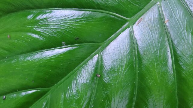 A close up view of the intricate vein patterns on a vibrant green leaf