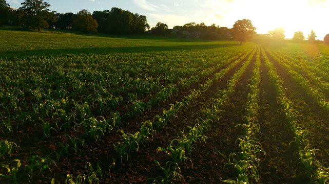 Maize cultivation rows crossing farmland in warm evening light. Setting sun illuminating growing corn crop with rural trees and agricultural landscape beyond. Agronomy field development and