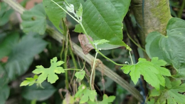 A close up view of vibrant green climbing vine leaves growing in a garden